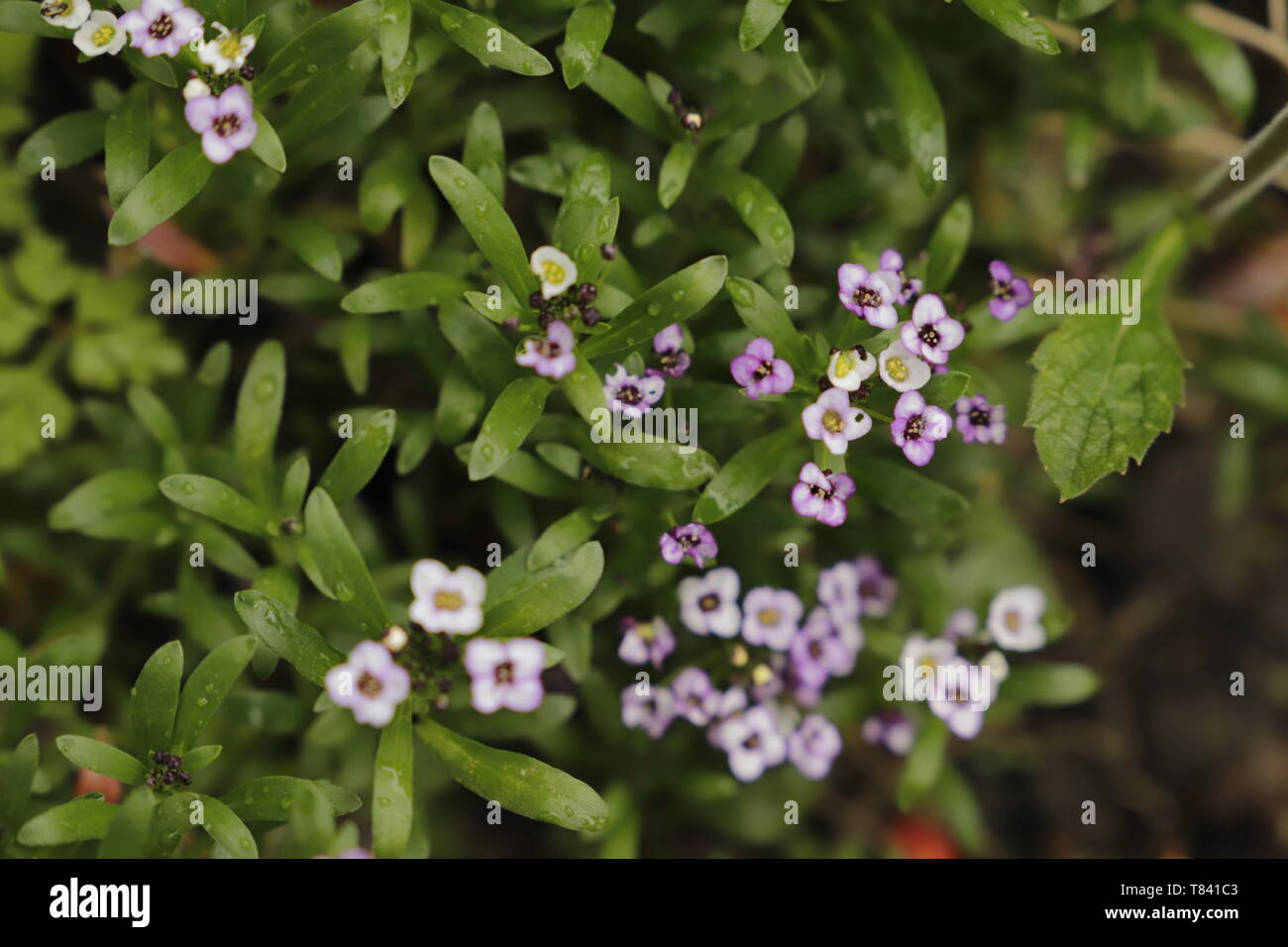 Tiny Alyssum flowers in purple and white Stock Photo - Alamy