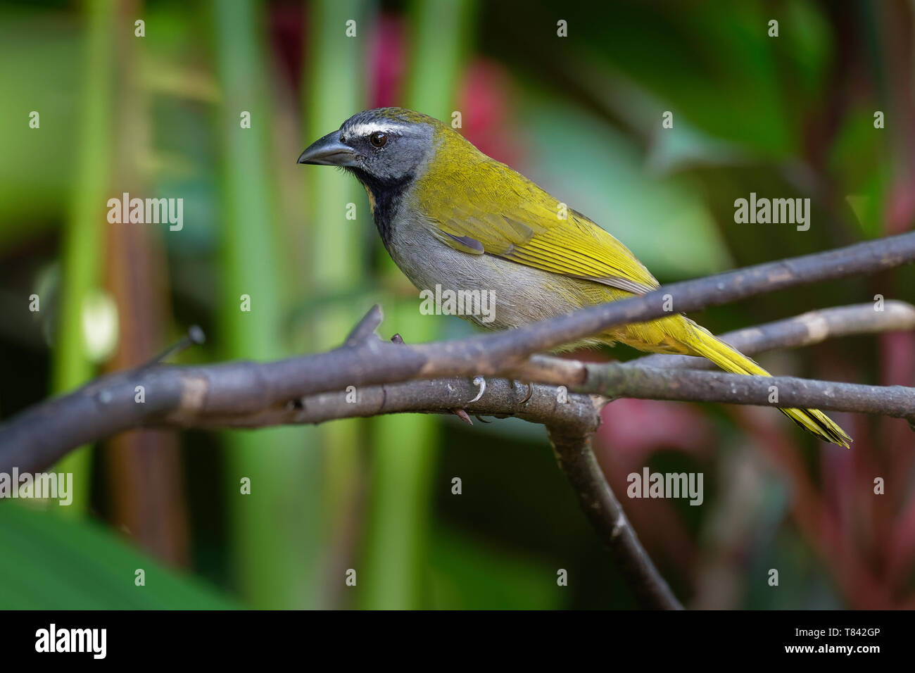 Black-headed Saltator - Saltator atriceps is a seedeating bird, placed in the cardinal family Cardinalidae, sometimes tanagers Thraupidae, breeds from Stock Photo