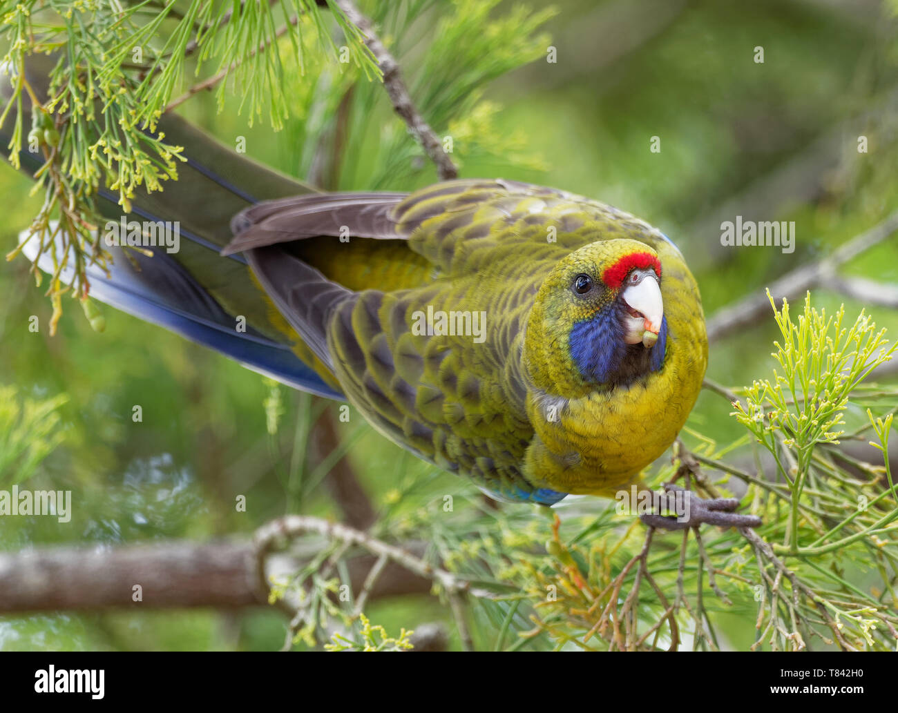 Green Rosella - Platycercus caledonicus or Tasmanian rosella is a species of parrot native to Tasmania and Bass Strait islands. Stock Photo