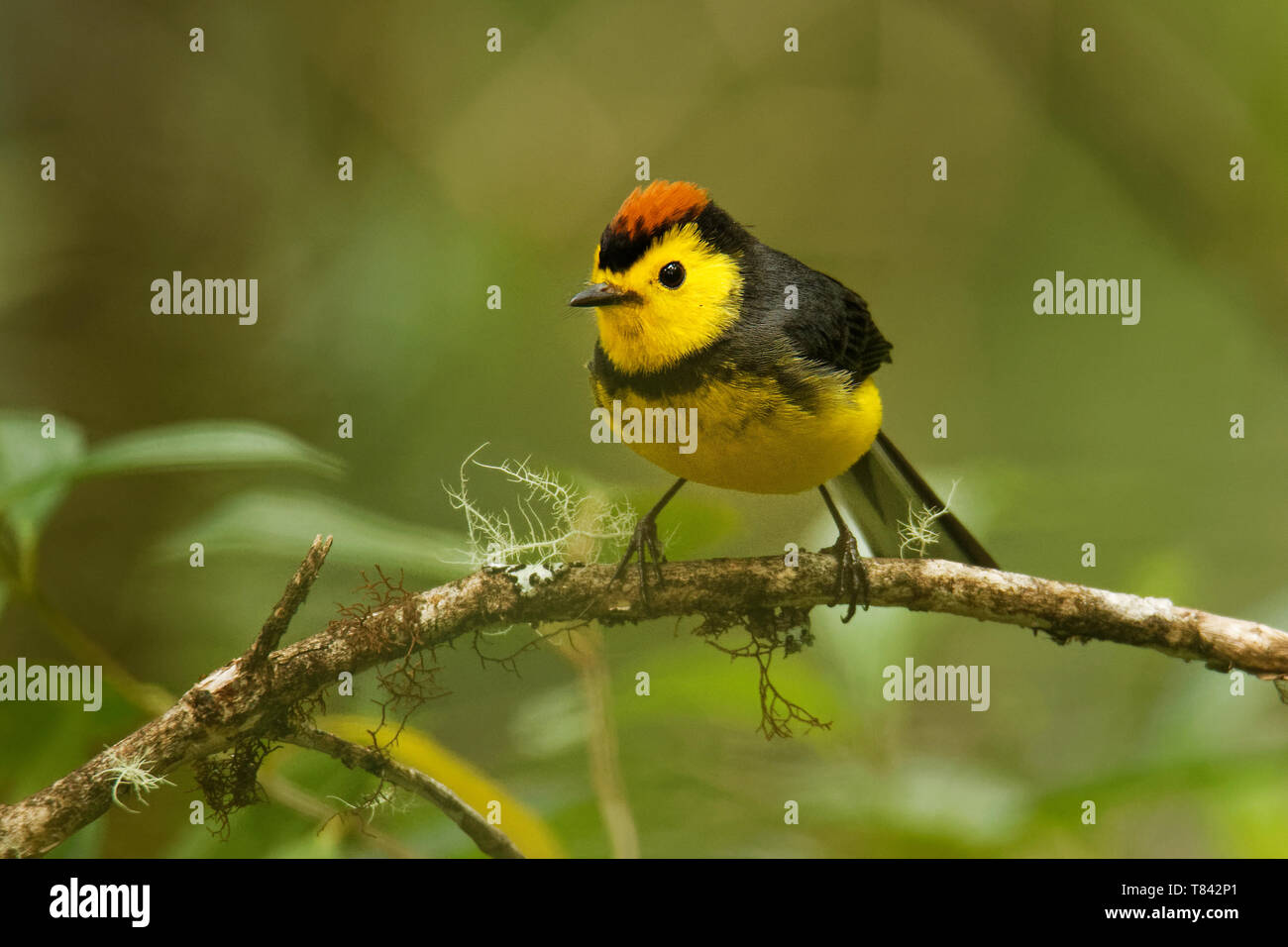 Female collared redstart hi-res stock photography and images - Alamy