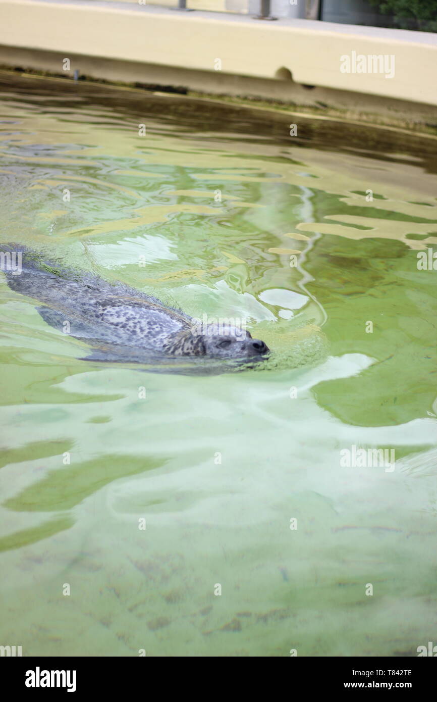 Seehund schwimmt im Wasserbecken des Geomar Helmholtz-Zentrum für Ozeanforschung Kiel Stock Photo