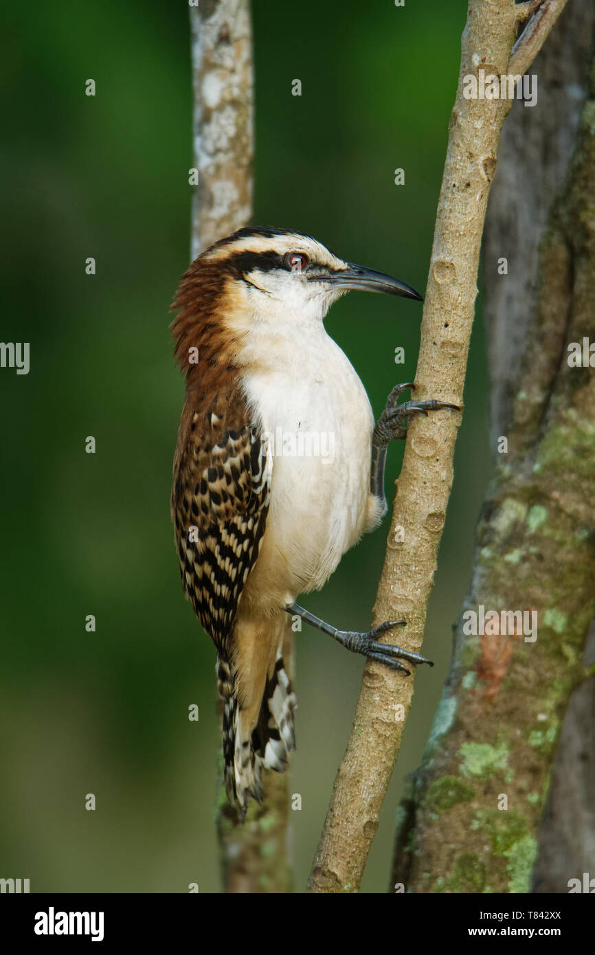 Rufous-naped wren - Campylorhynchus rufinucha is songbird of the family Troglodytidae, the wrens. It is a resident breeding species from central-south Stock Photo