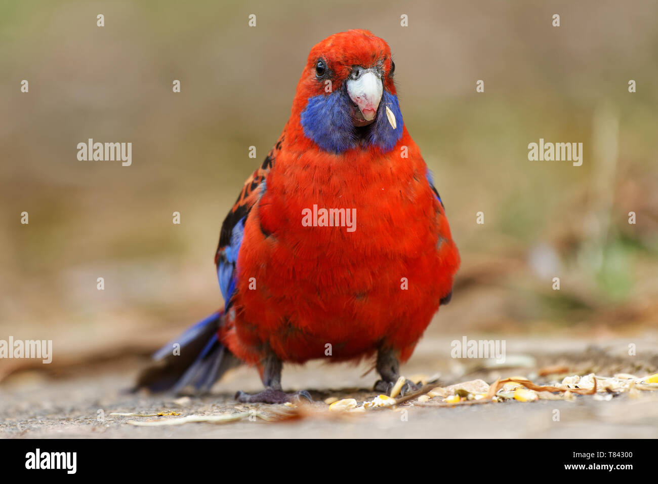 Crimson Rosella - Platycercus elegans a parrot native to eastern and south eastern Australia, introduced to New Zealand and Norfolk Island, mountain f Stock Photo