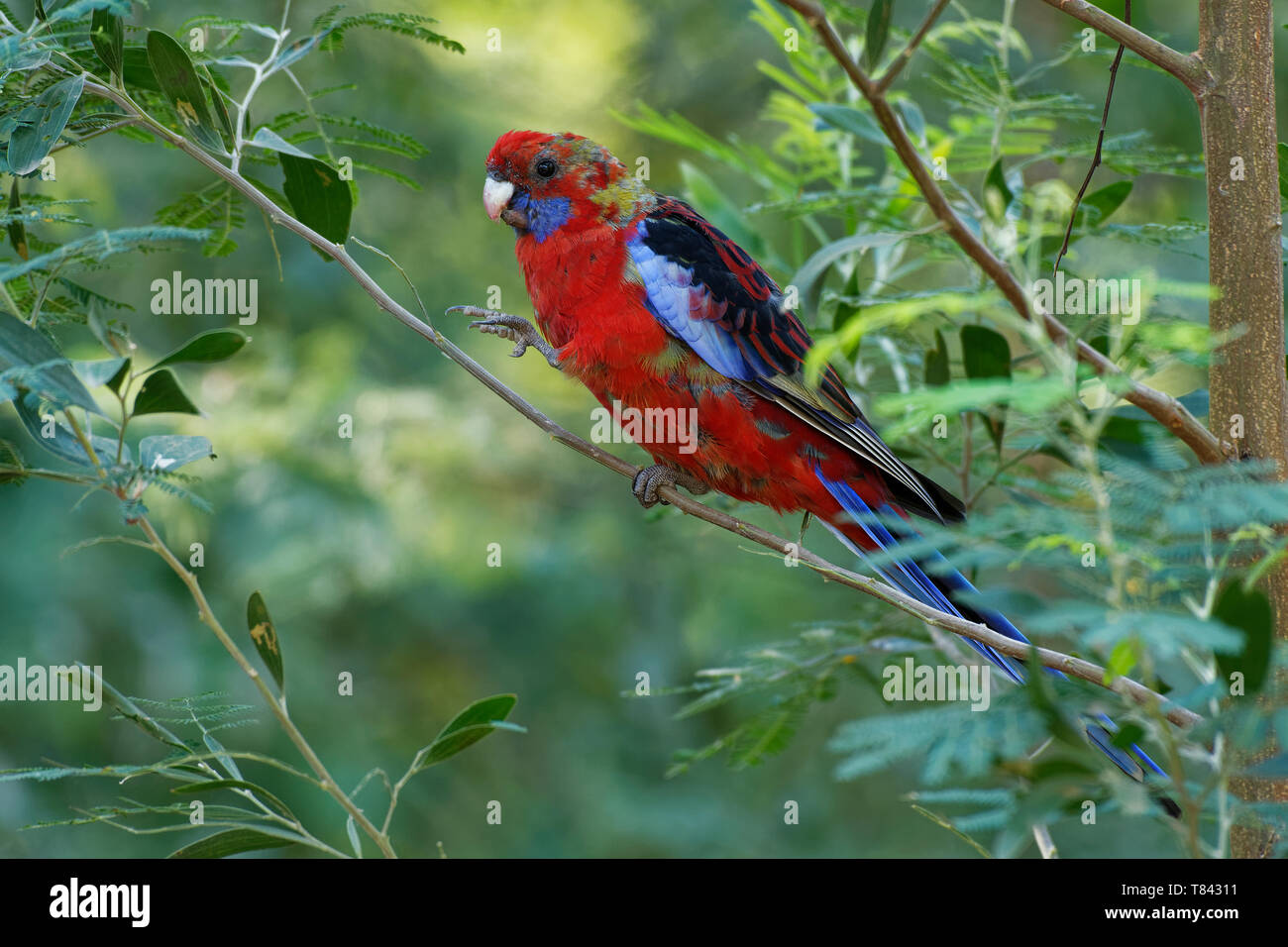 Crimson Rosella - Platycercus elegans a parrot native to eastern and south eastern Australia, introduced to New Zealand and Norfolk Island, mountain f Stock Photo