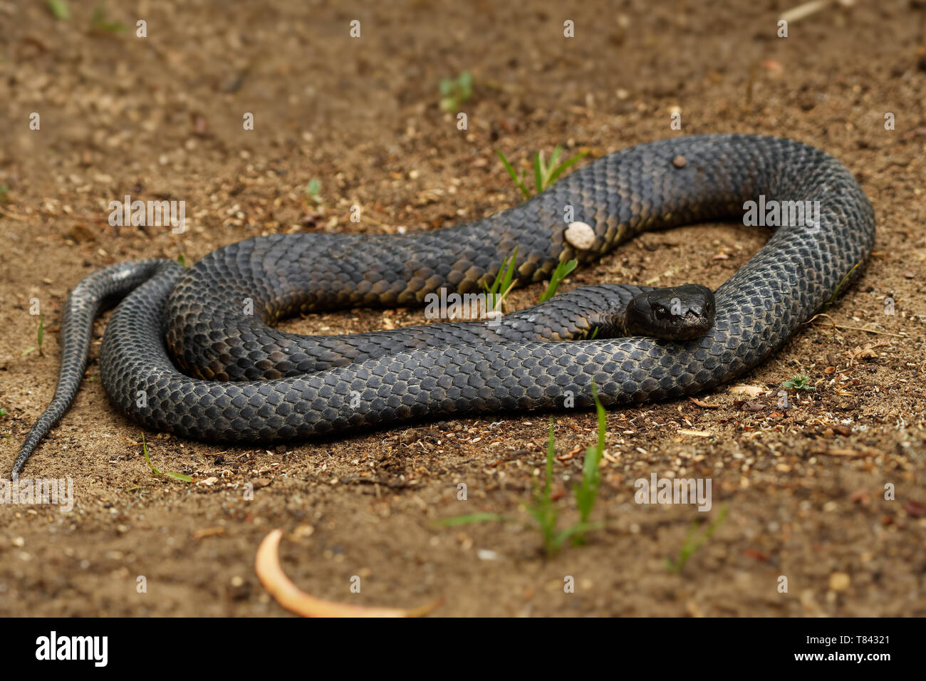 Tiger snake - Notechis scutatus highly venomous snake species found in Australia, Tasmania. These snakes are highly variable in their colour, often ba Stock Photo
