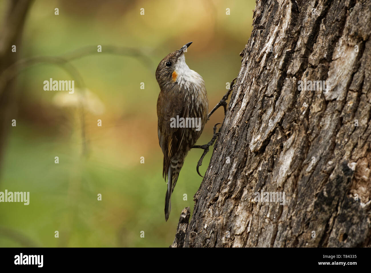 Brown Treecreeper Climacteris picumnus small bird, largest