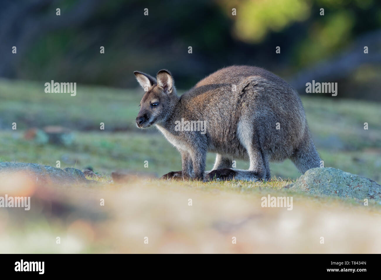 Bennett's wallaby - Macropus rufogriseus, also red-necked wallaby, medium-sized macropod marsupial, common in eastern Australia, Tasmania, introduced  Stock Photo
