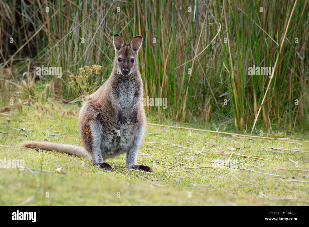 Bennett's wallaby - Macropus rufogriseus, also red-necked wallaby, medium-sized macropod marsupial, common in eastern Australia, Tasmania, introduced  Stock Photo