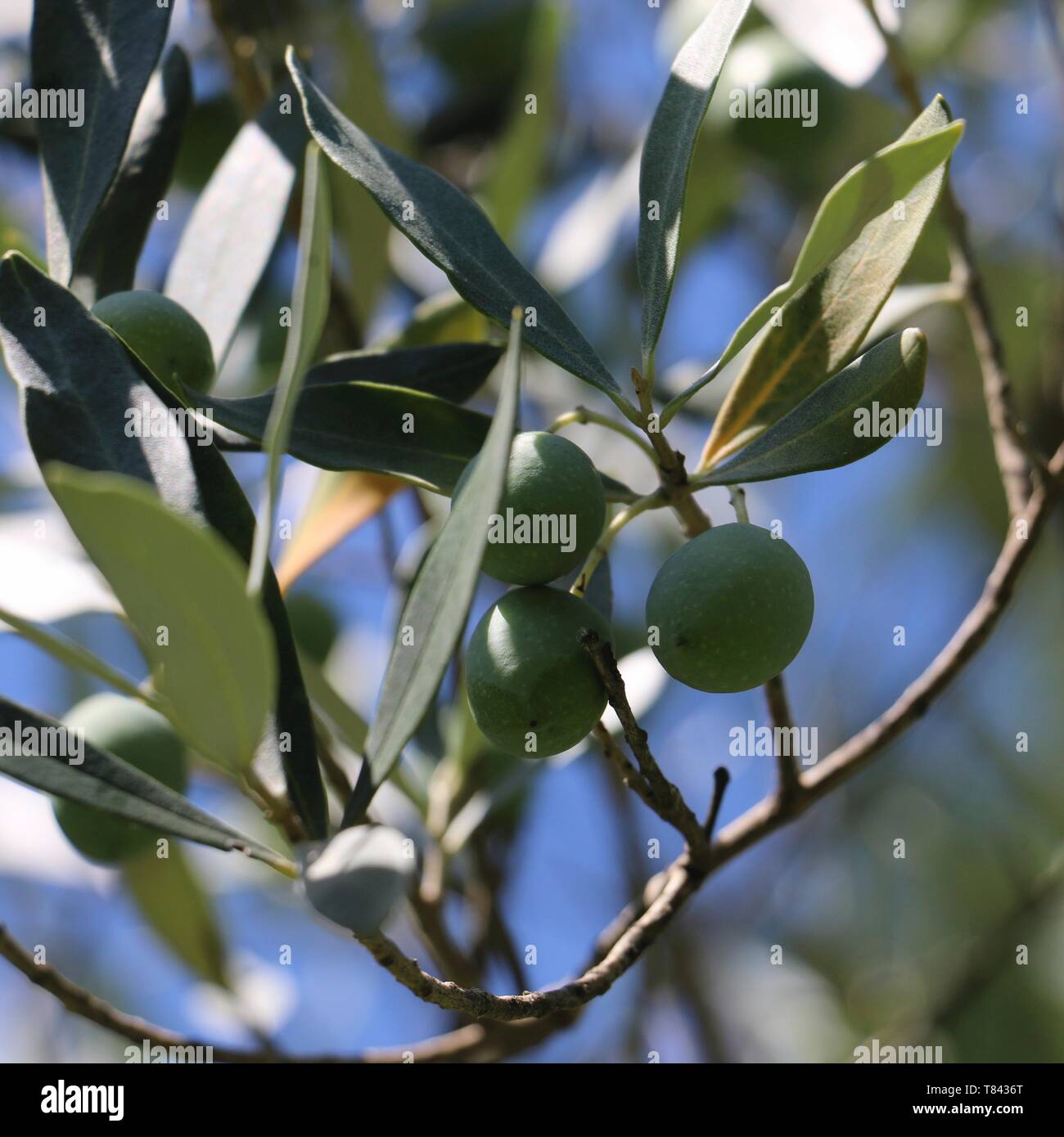 Olive tree france hires stock photography and images Alamy