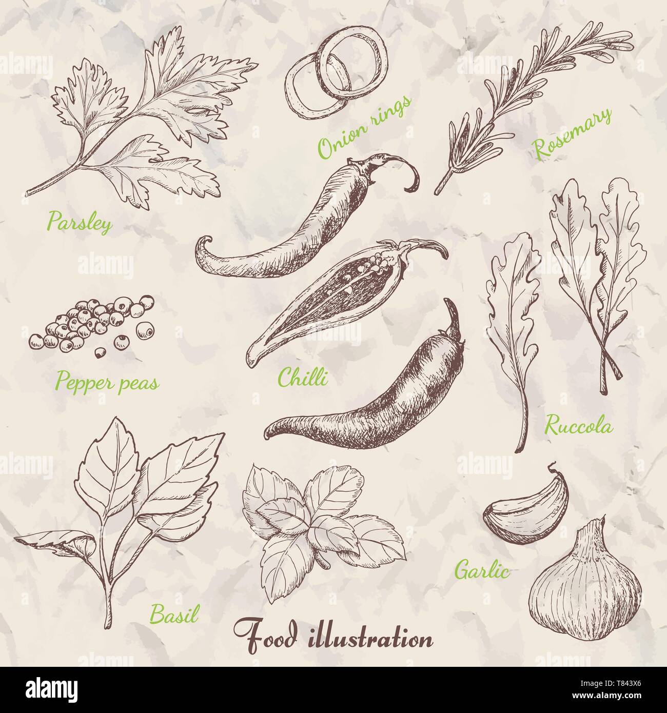 Set of spices in sketch style. Vector illustration for your design ...