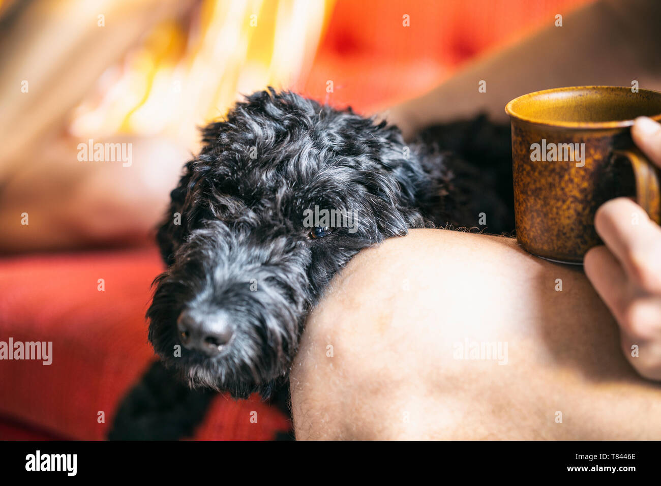 Pet dog and owner on sofa Stock Photo