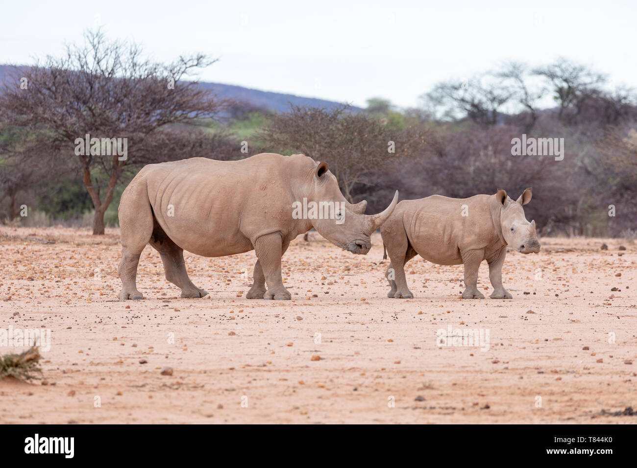 White Rhinoceros  or Square-lipped Rhinoceros (Ceratotherium simum). Mother and calf. Namibia. Stock Photo