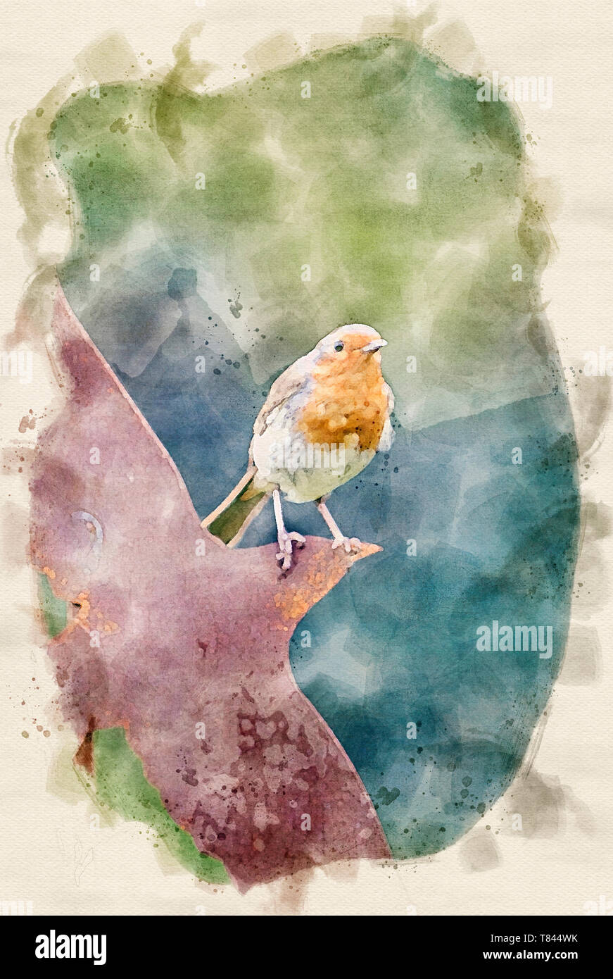 Watercolour effect from a photograph of a Robin Stock Photo