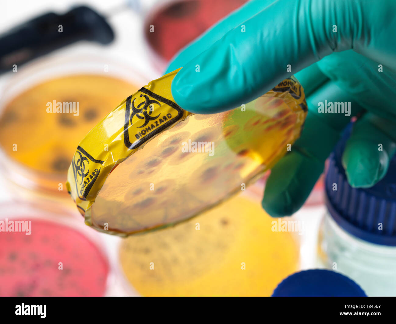 Microbiology Experiment, Scientist viewing microorganisms in bacterial cultures growing in petri dishes in the laboratory, close up of hand Stock Photo