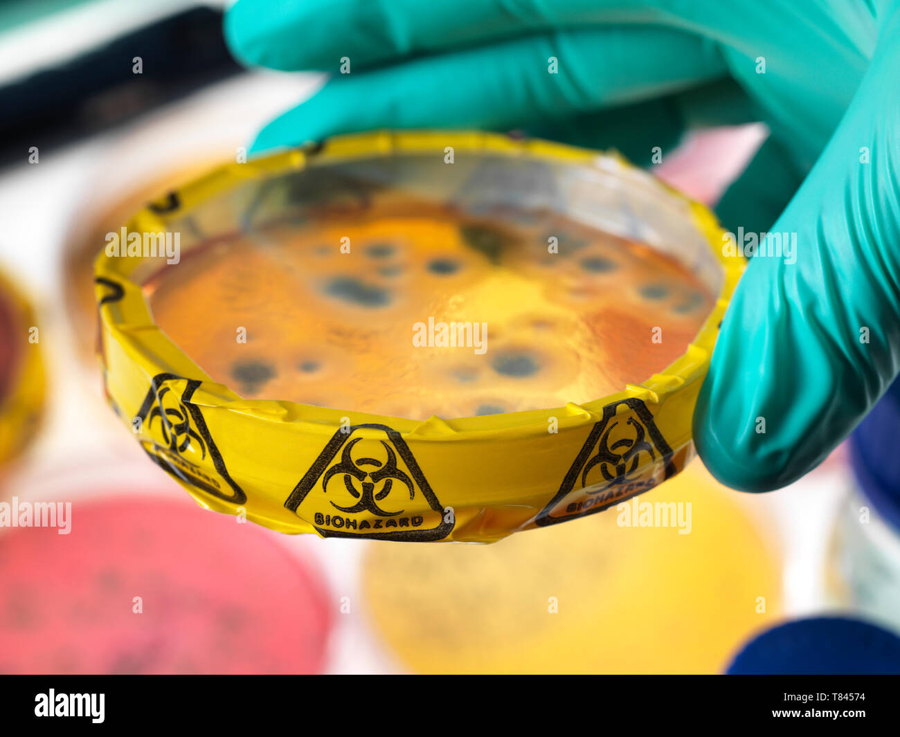 Microbiology Experiment, Scientist viewing microorganisms in bacterial cultures growing in petri dishes in the laboratory, close up of hand Stock Photo