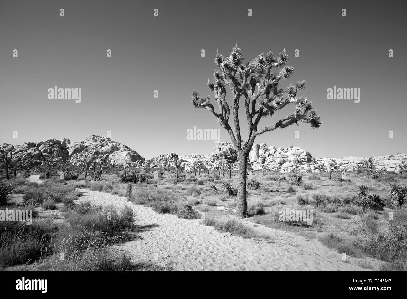 Black and white picture of Joshua Tree National Park landscape, California, America. Stock Photo