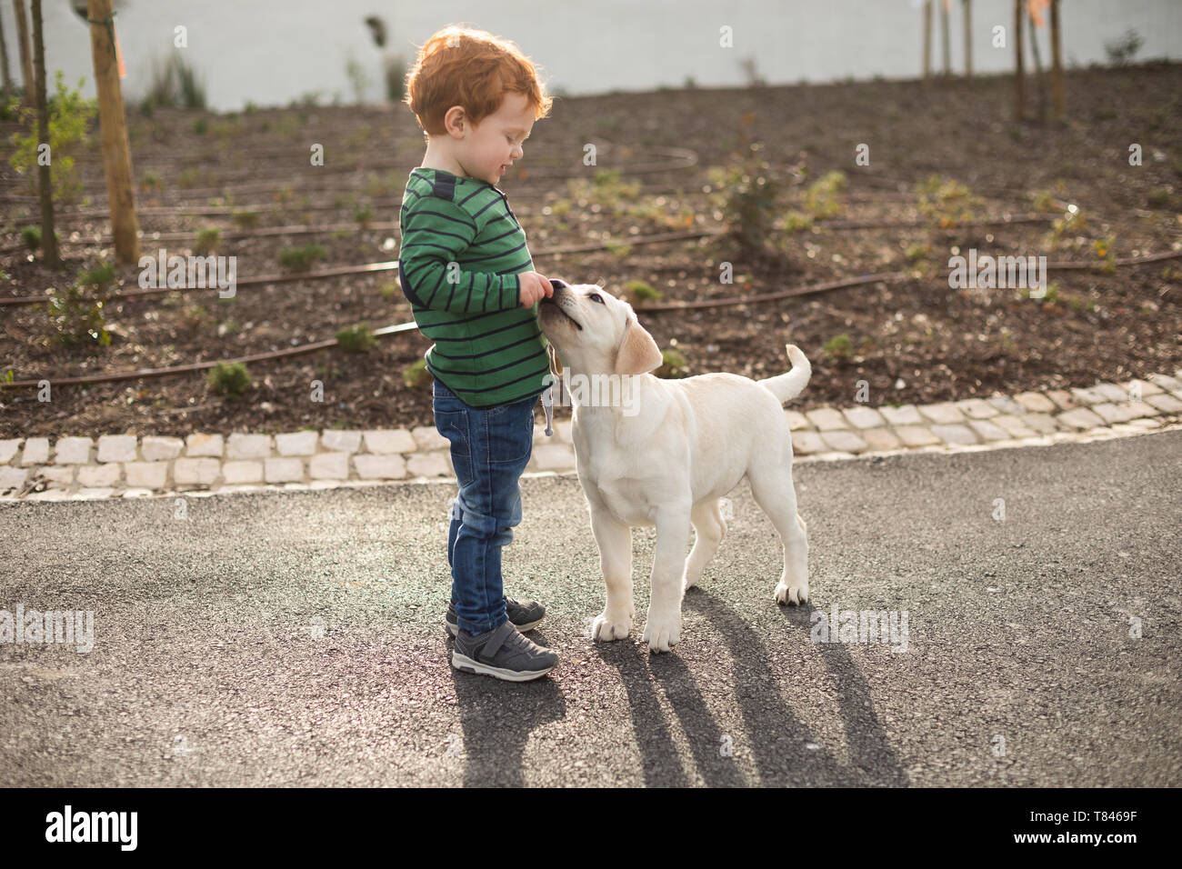 Boy giving pet puppy training treat Stock Photo