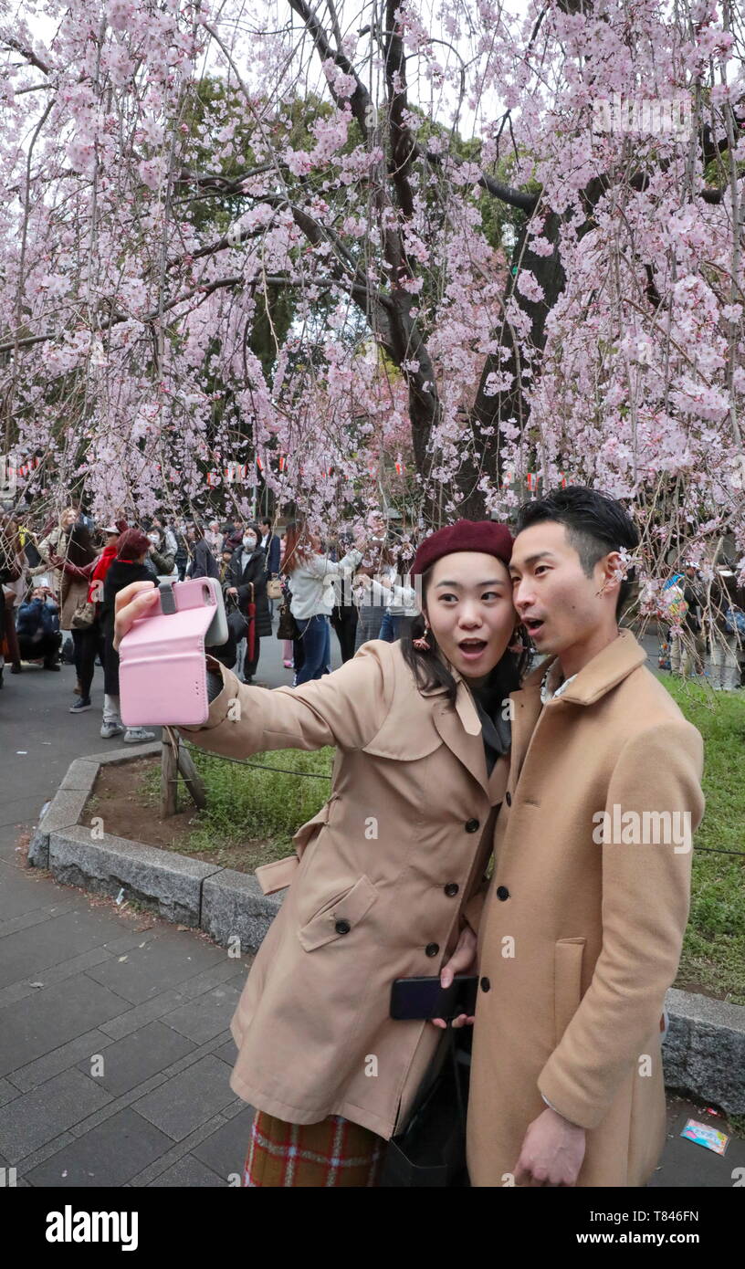 CHERRY BLOSSOM, TOKYO Stock Photo - Alamy