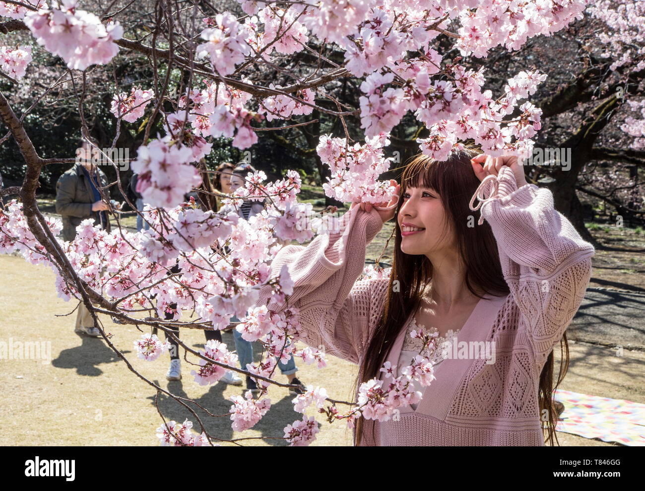 CHERRY BLOSSOM, TOKYO Stock Photo - Alamy
