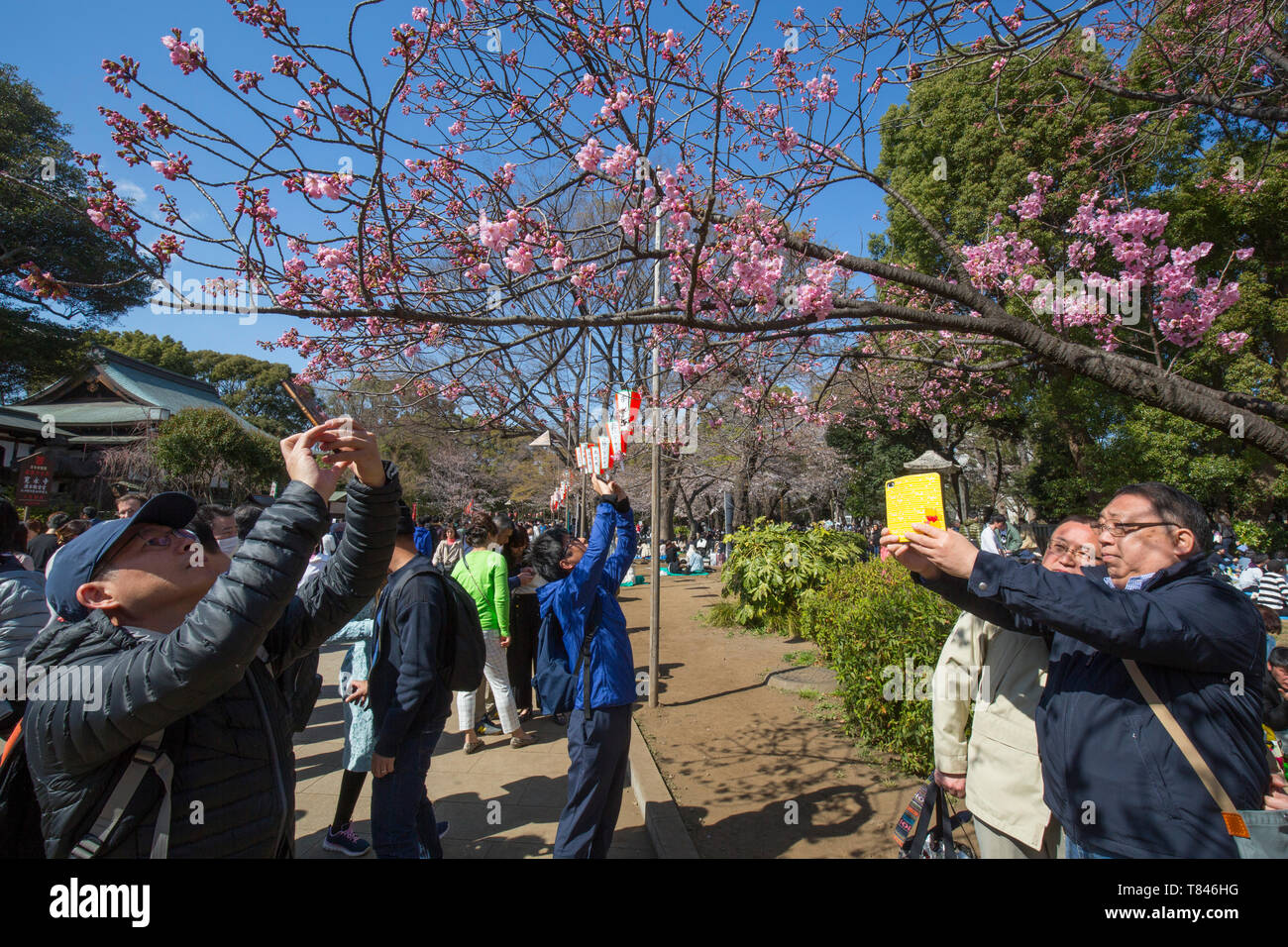 CHERRY BLOSSOM, TOKYO Stock Photo - Alamy