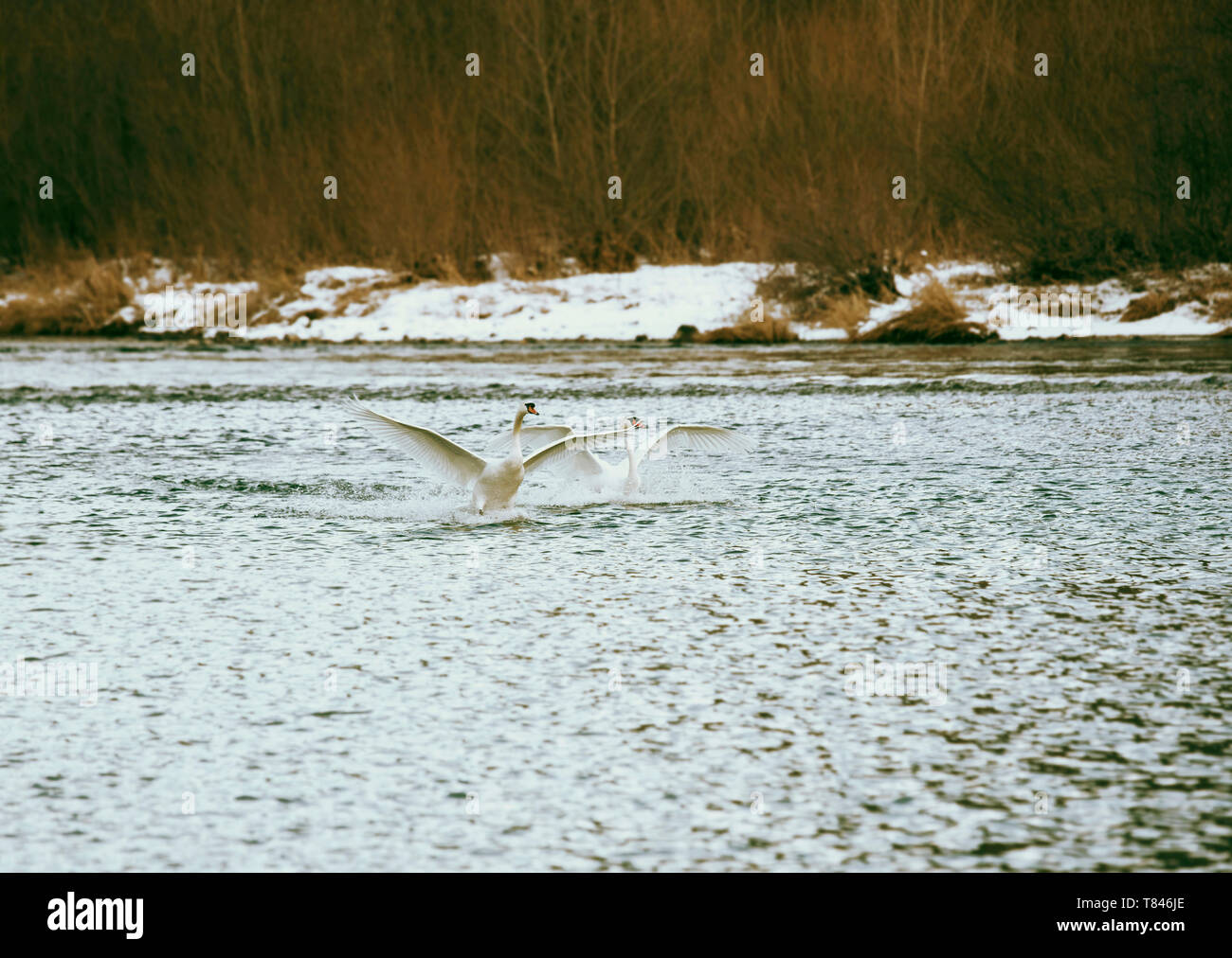 Two swans landing on river in winter, Domodossola, Piemonte, Italy Stock Photo