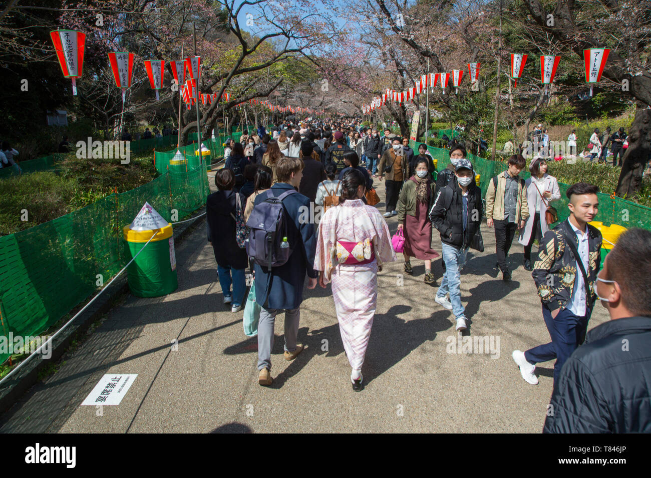 CHERRY BLOSSOM, TOKYO Stock Photo