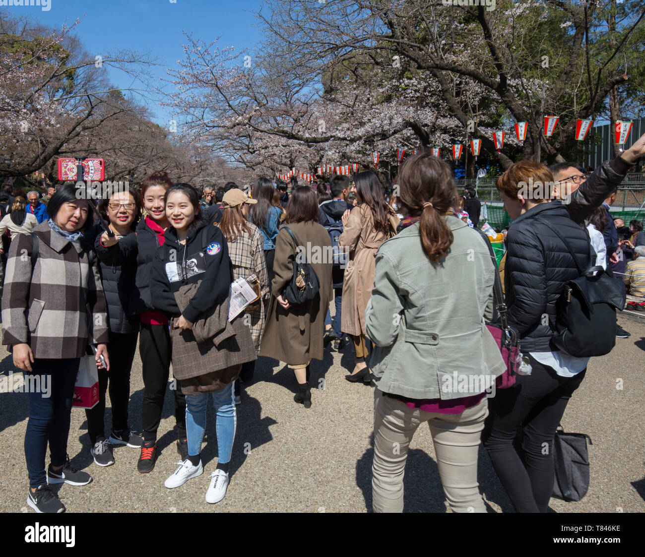 CHERRY BLOSSOM, TOKYO Stock Photo