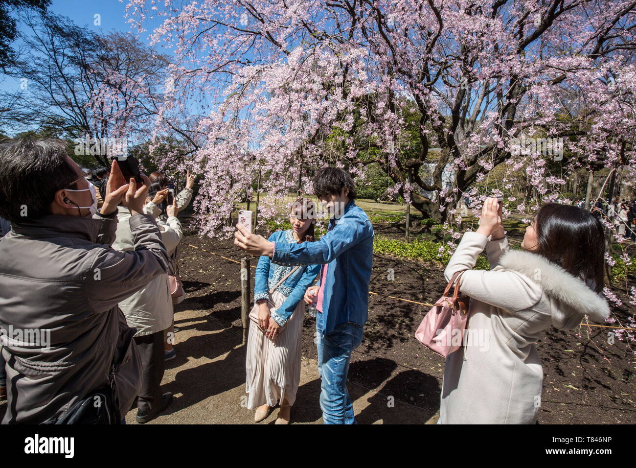 CHERRY BLOSSOM, TOKYO Stock Photo - Alamy