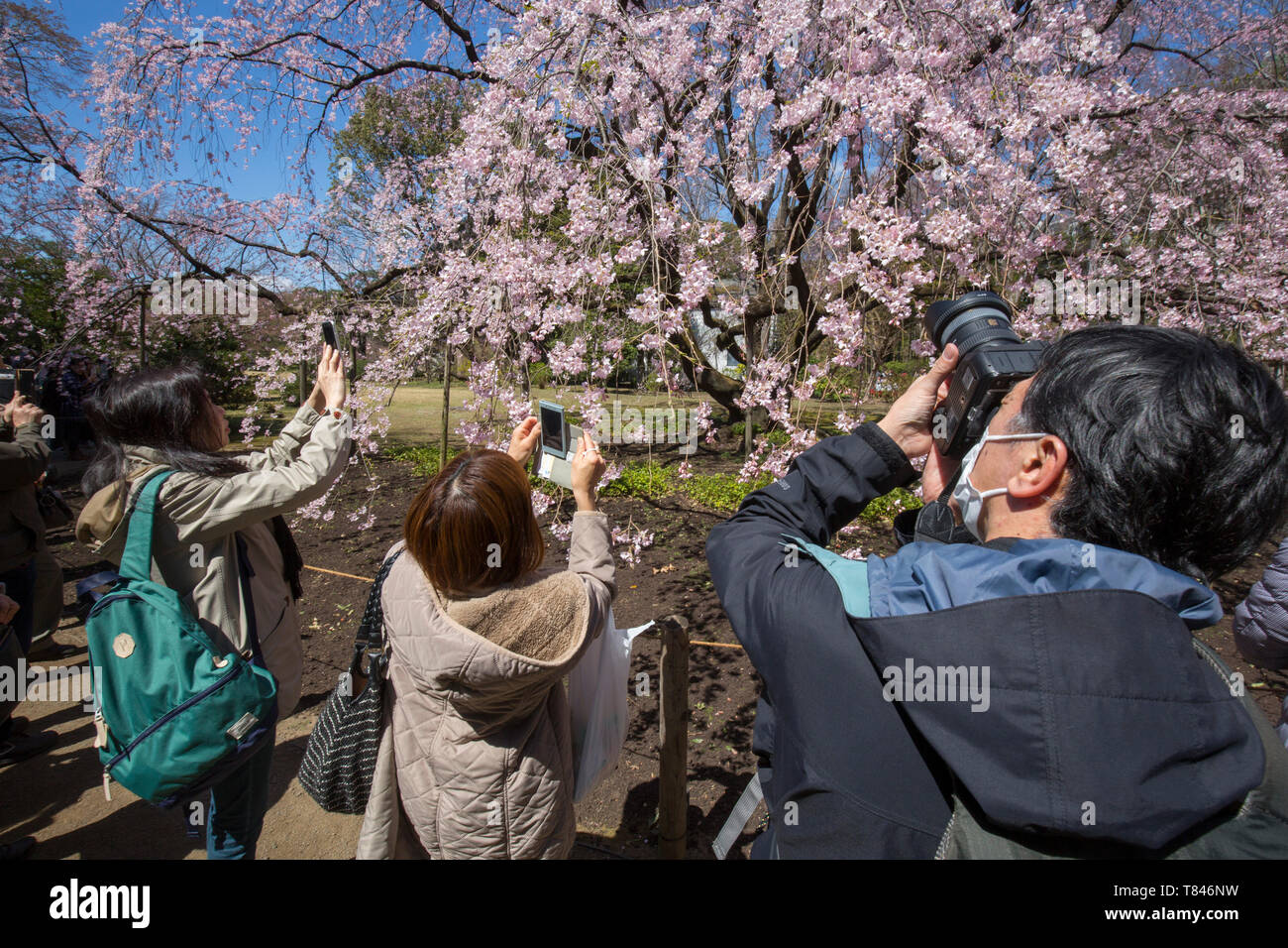 CHERRY BLOSSOM, TOKYO Stock Photo - Alamy