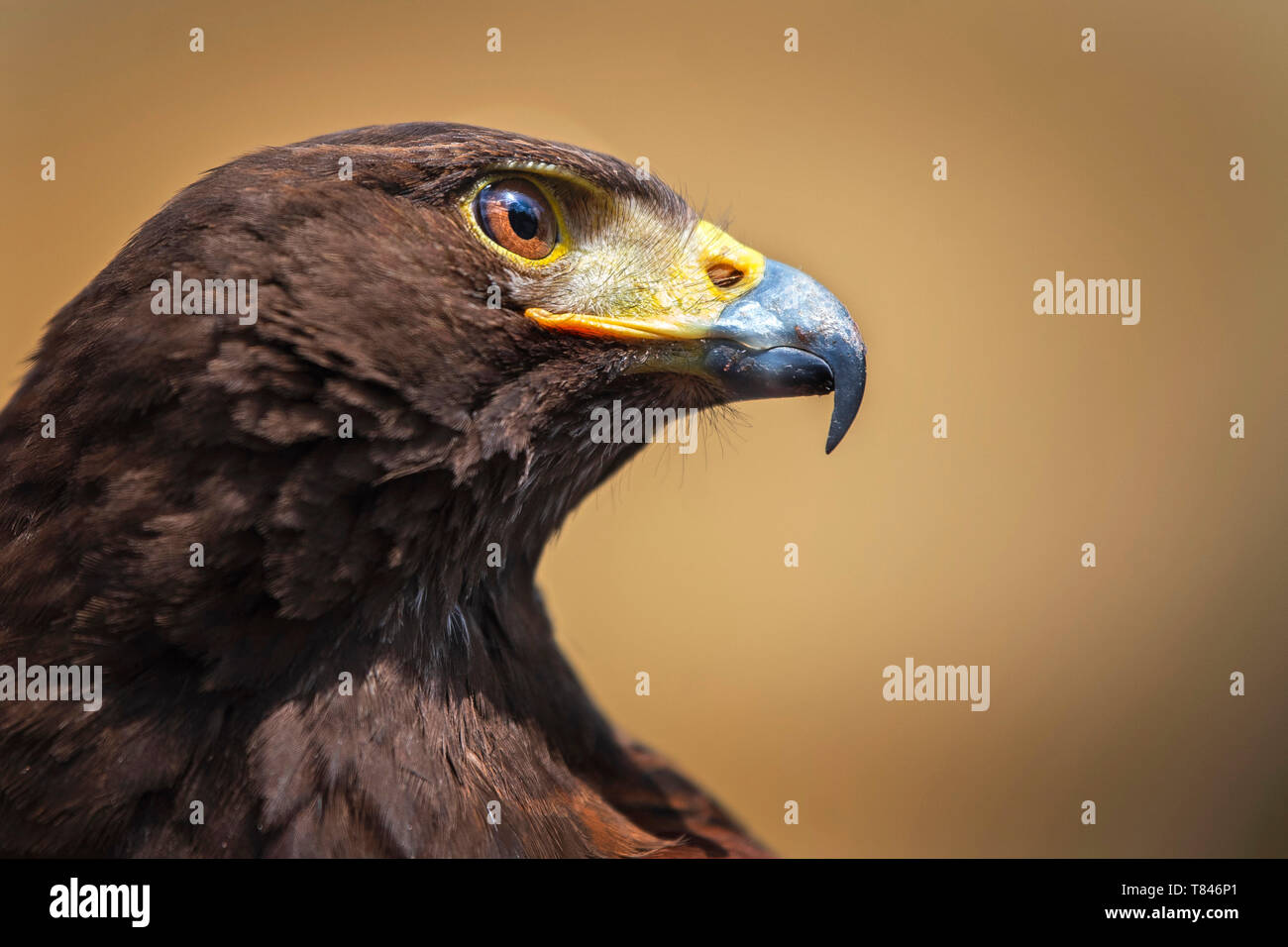 A Harris Hawk At London Kings Cross Station Which Is Used