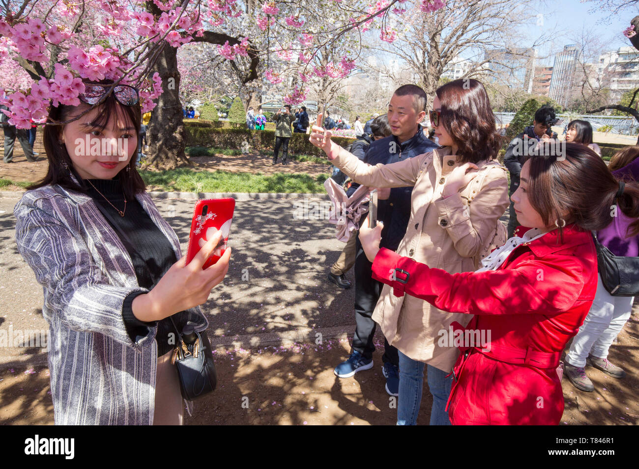 CHERRY BLOSSOM, TOKYO Stock Photo - Alamy