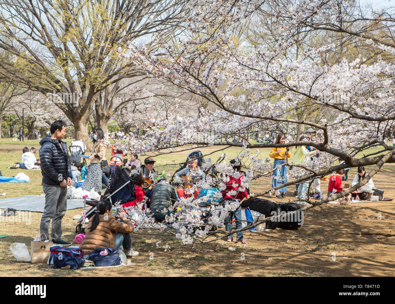 CHERRY BLOSSOM, TOKYO Stock Photo - Alamy