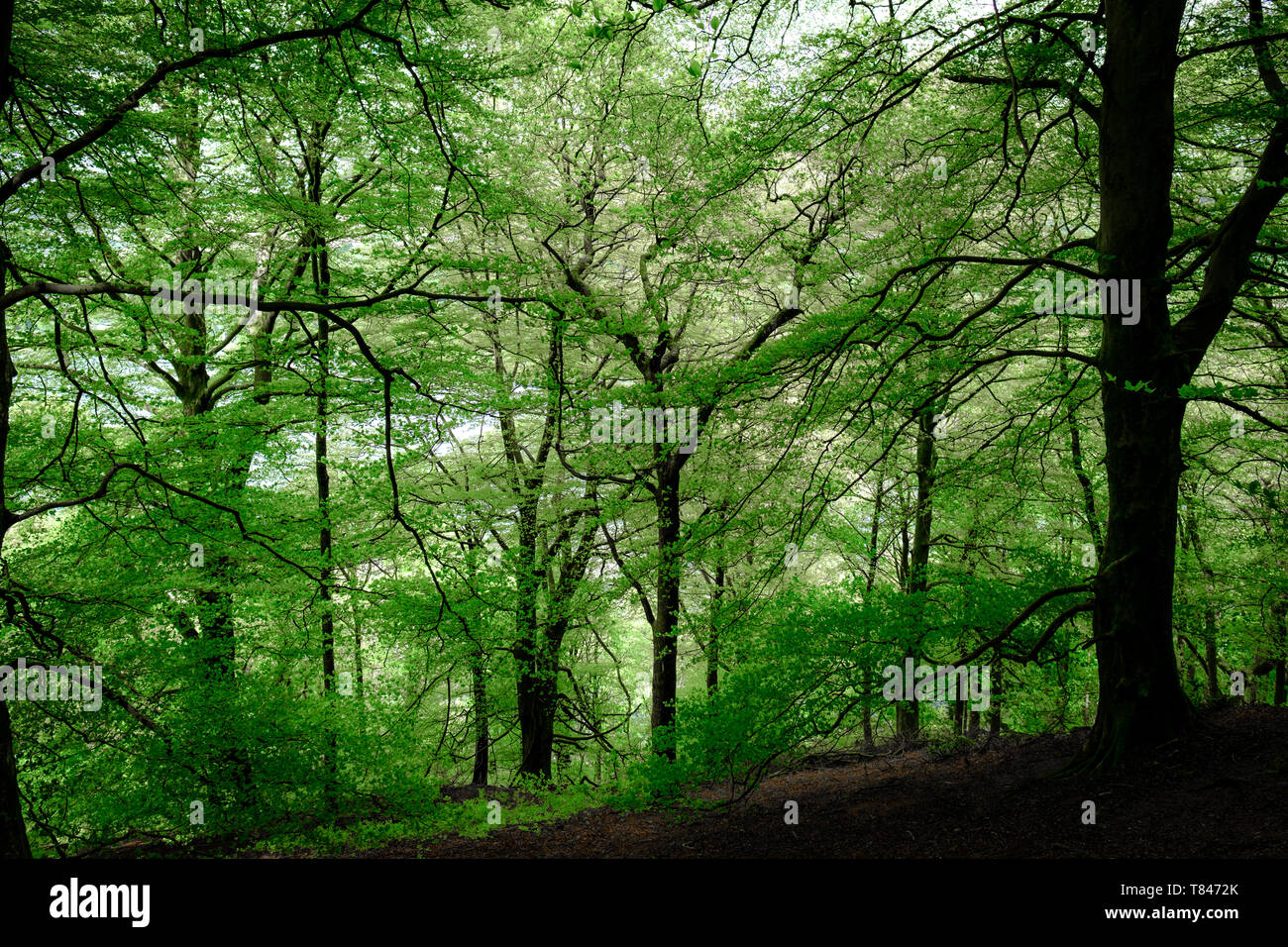 Beech Tree Woodland near Grasmere Stock Photo