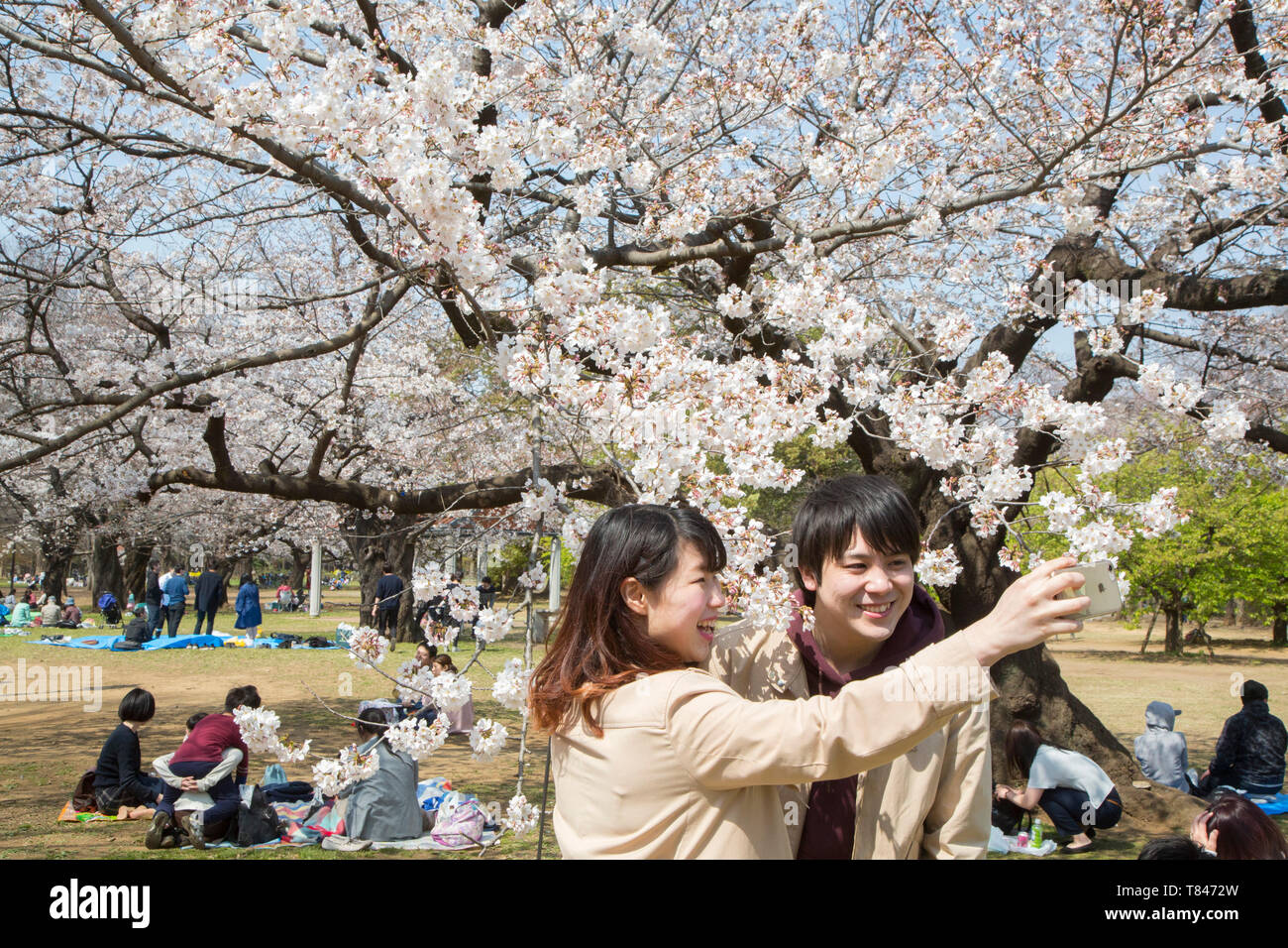 CHERRY BLOSSOM, TOKYO Stock Photo - Alamy