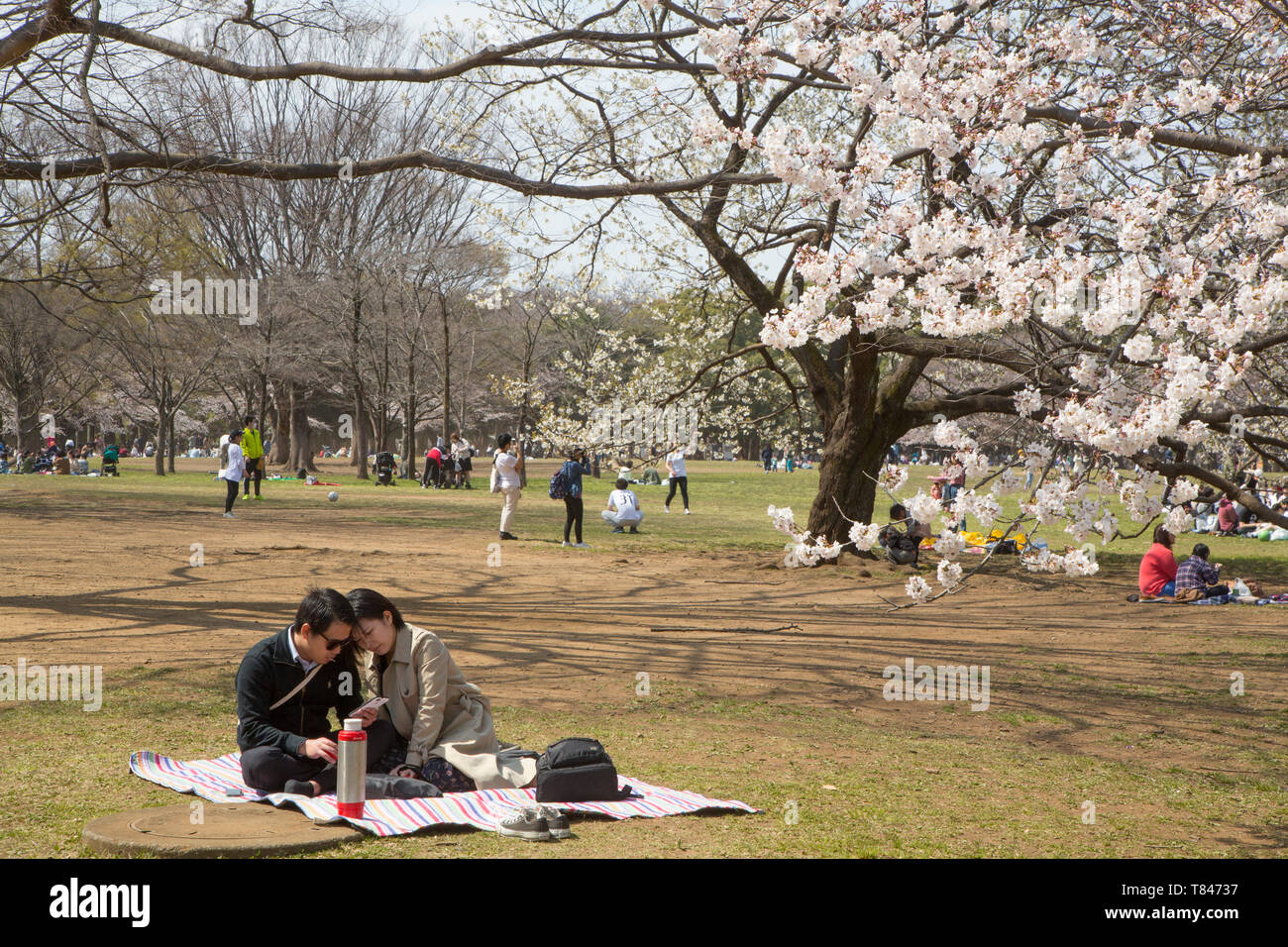 CHERRY BLOSSOM, TOKYO Stock Photo - Alamy