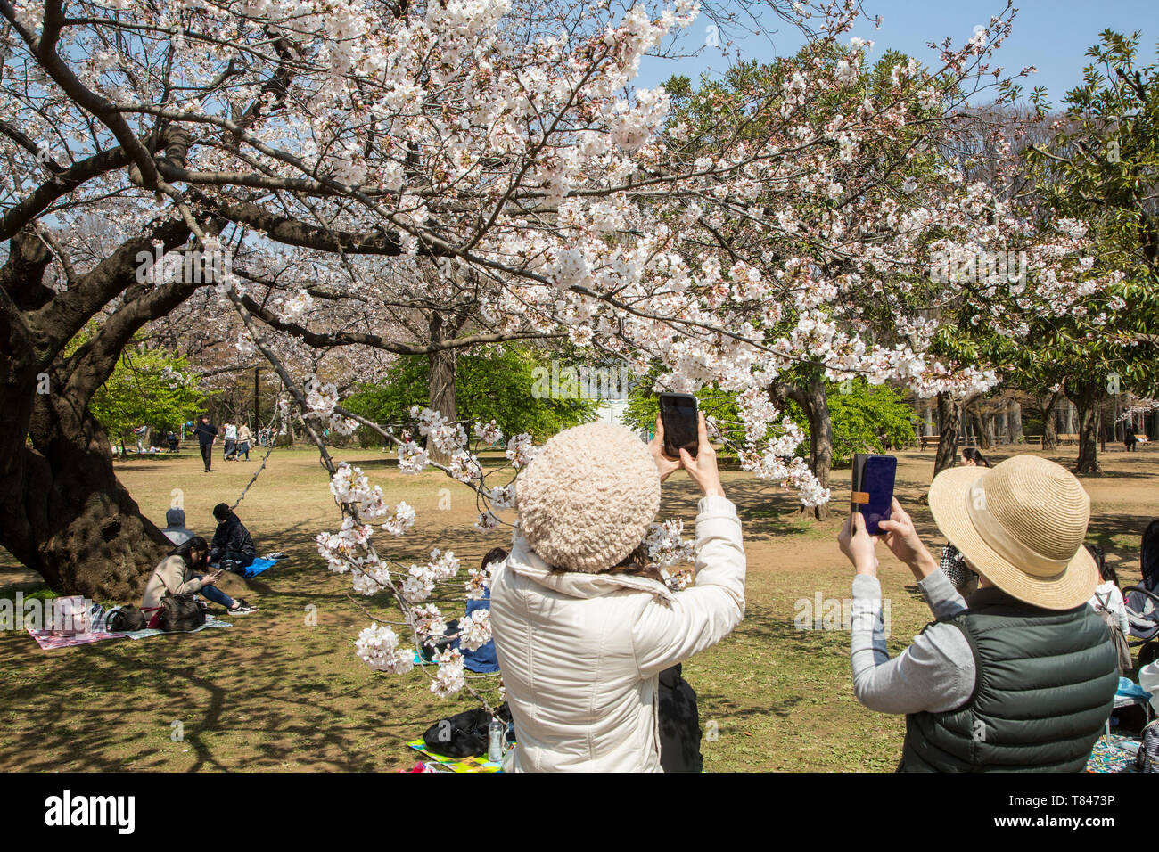 CHERRY BLOSSOM, TOKYO Stock Photo - Alamy