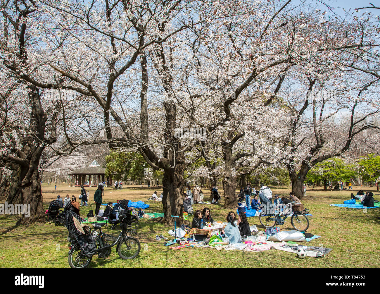 CHERRY BLOSSOM, TOKYO Stock Photo - Alamy