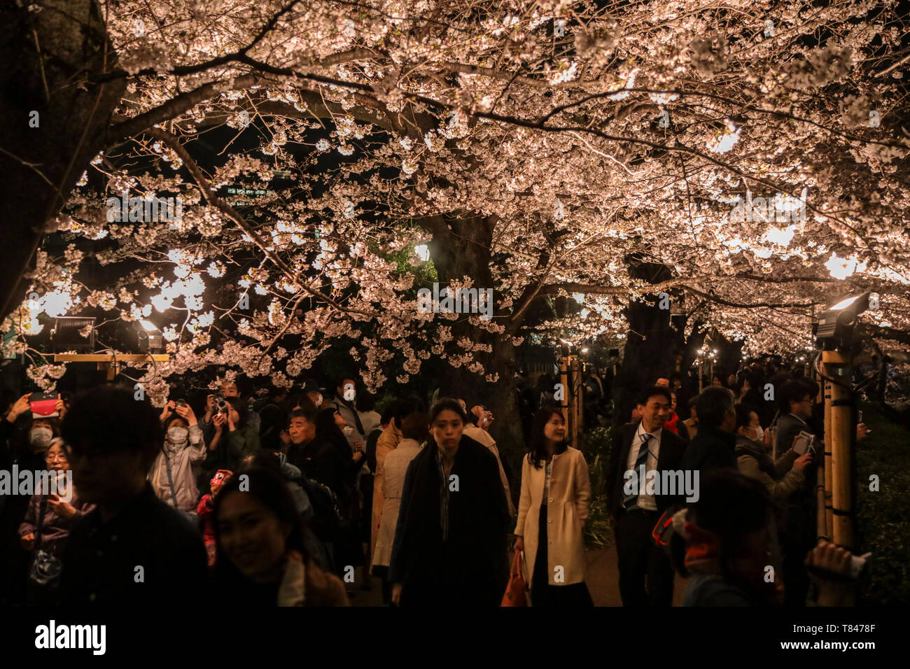 CHERRY BLOSSOM, TOKYO Stock Photo Alamy