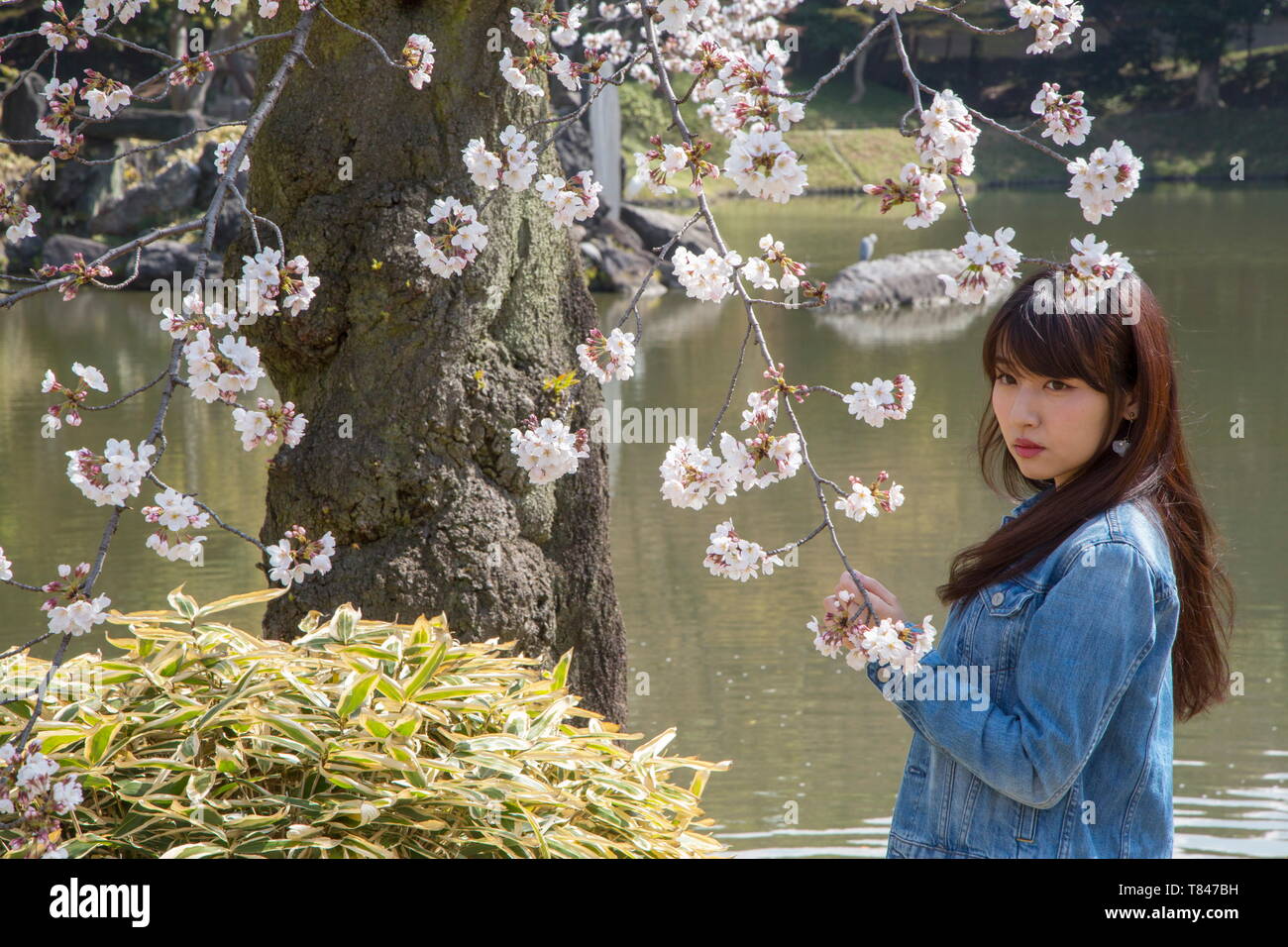 CHERRY BLOSSOM, TOKYO Stock Photo - Alamy