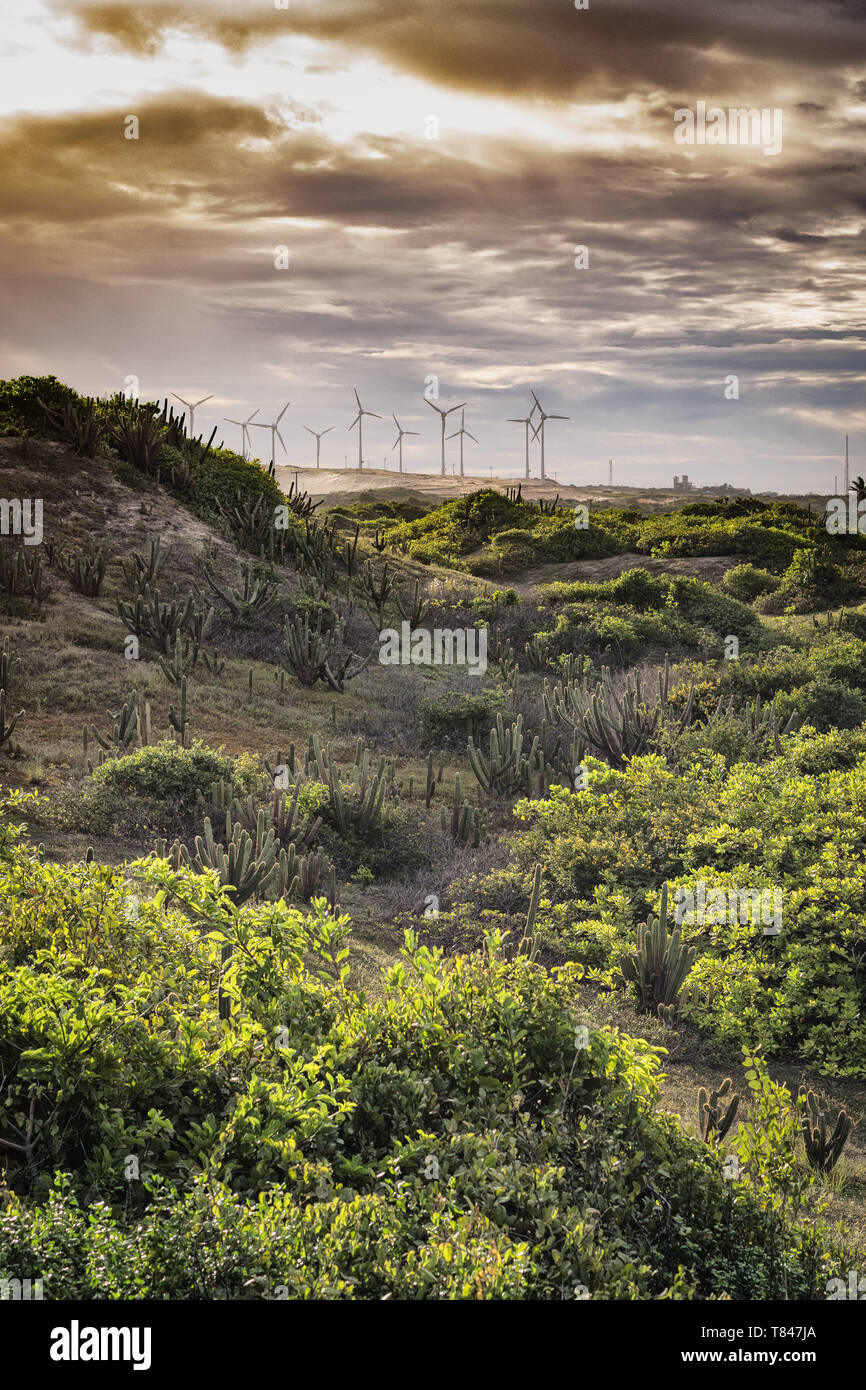 Lush foliage, wind turbines in background, Fortaleza, Ceara, Brazil Stock Photo
