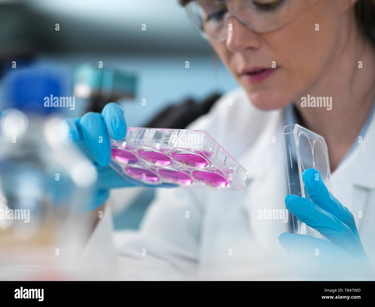 Cell Research, scientist looking at multi-well plate cell growth in laboratory Stock Photo
