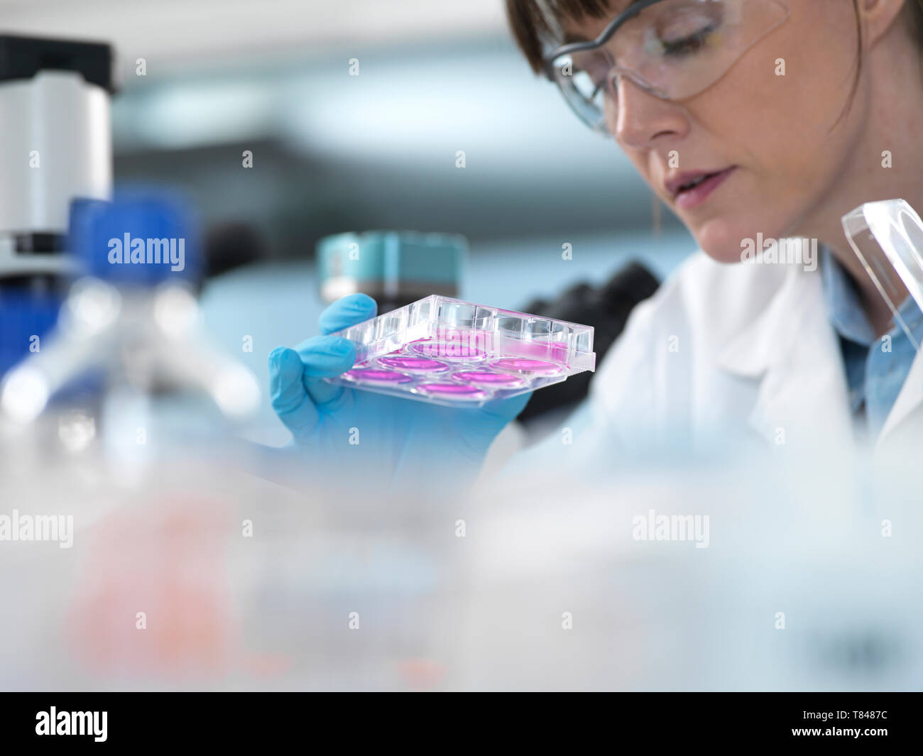 Female scientist examining cells in growth medium in multi well plate under microscope in laboratory Stock Photo