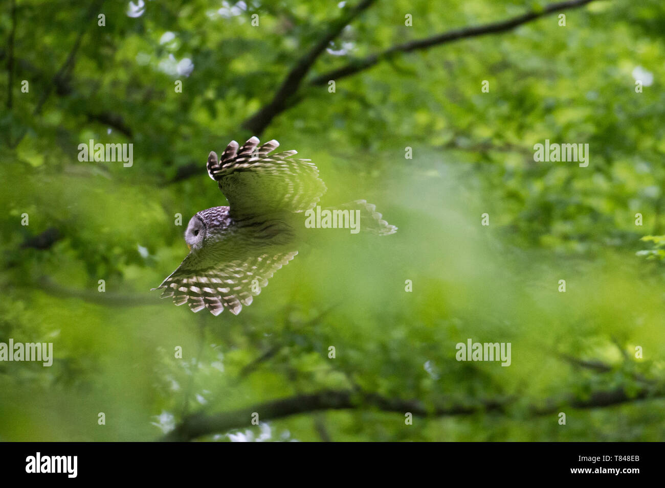 Ural owl (Strix uralensis) in flight, Notranjska forest, Slovenia Stock Photo