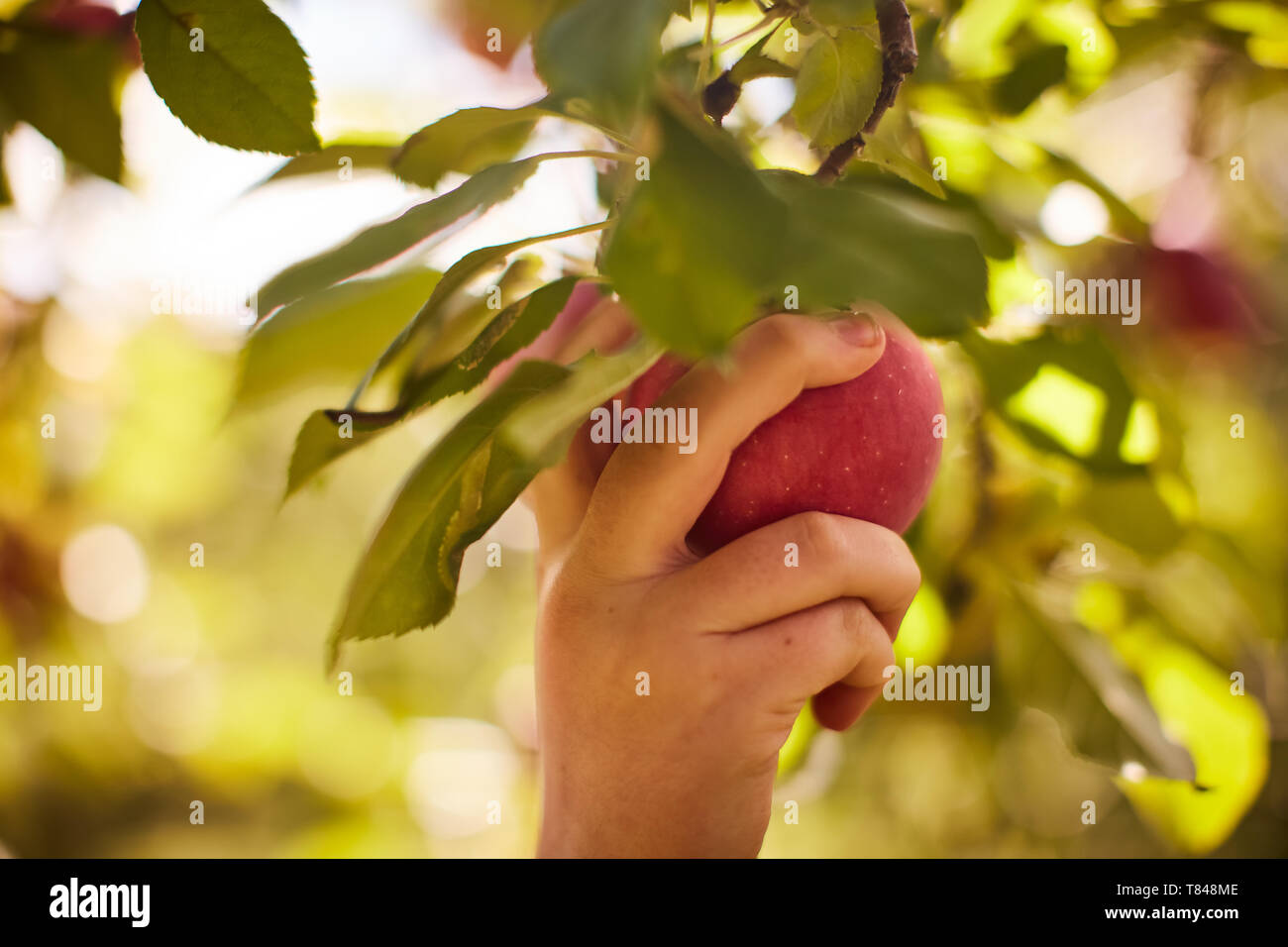 Girl picking apples from tree Stock Photo