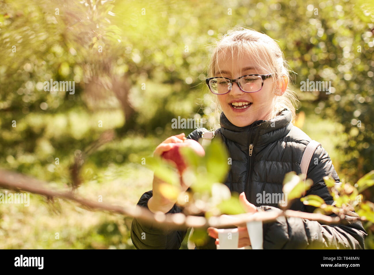 Girl picking apples from tree Stock Photo