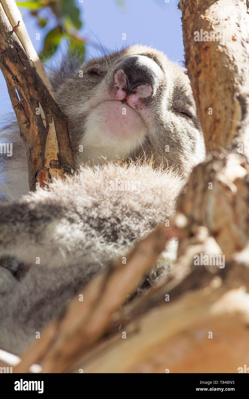 koala on the branch of a tree resting. Victoria, Australia. Stock Photo