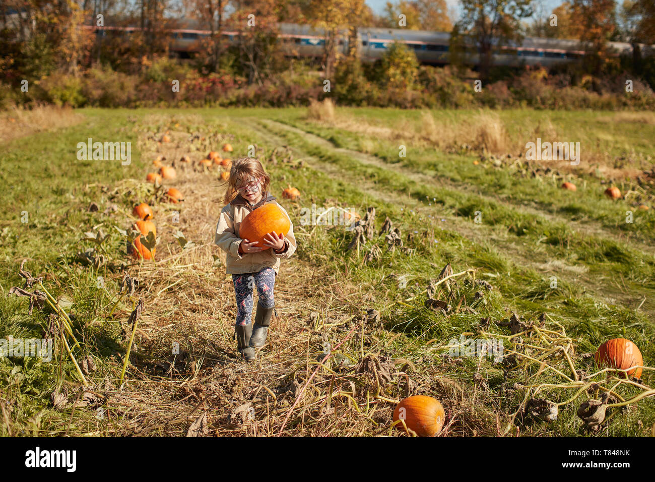 Girl in pumpkin patch Stock Photo - Alamy