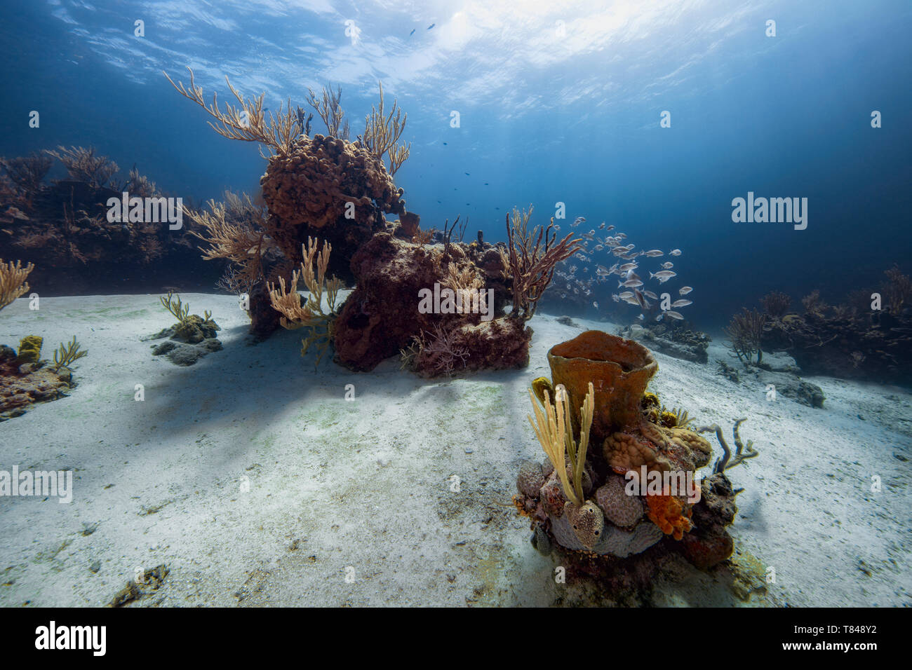 Caribbean staghorn coral hi-res stock photography and images - Alamy