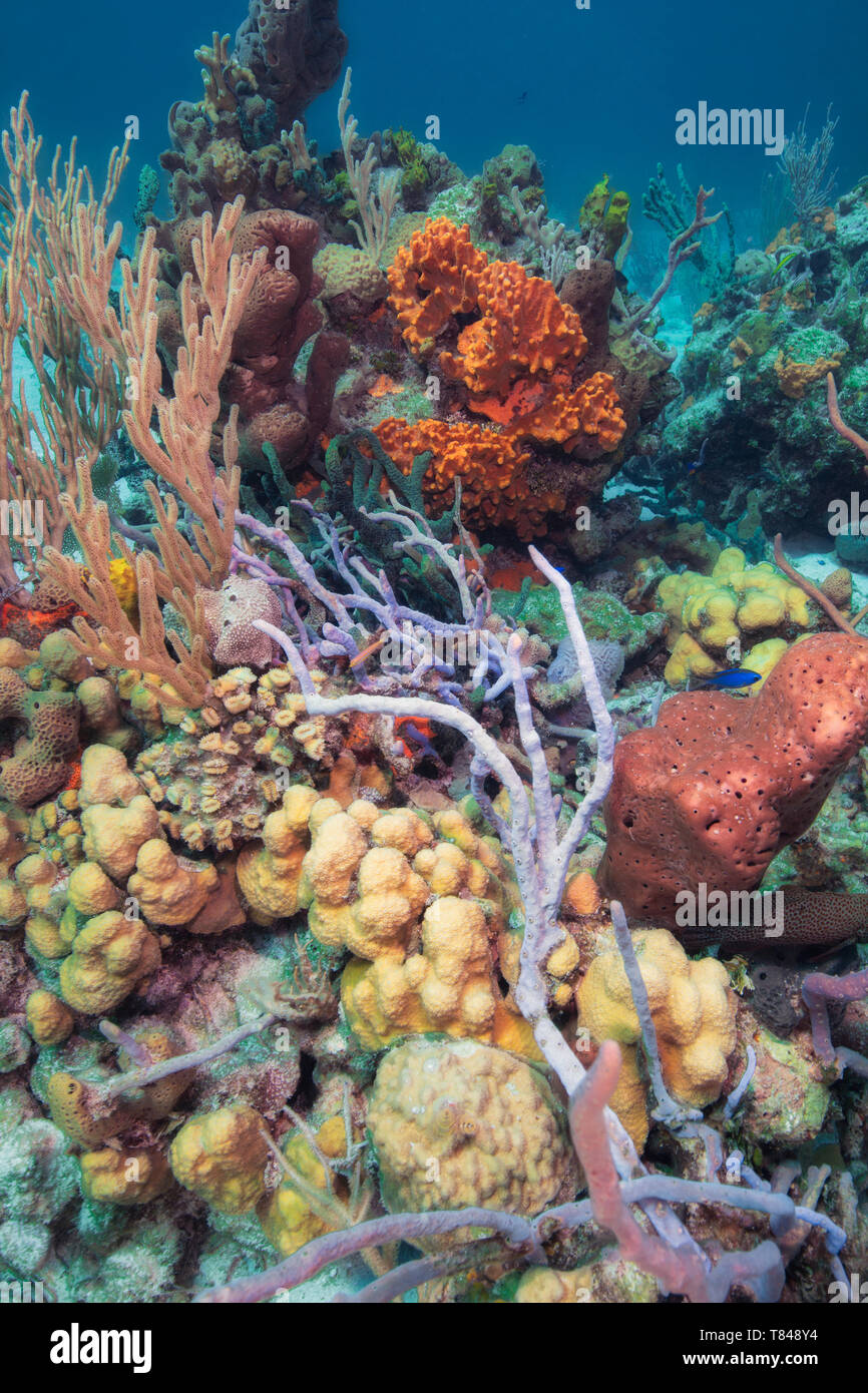 Scenic underwater view of coral reef, Eleuthera, Bahamas Stock Photo
