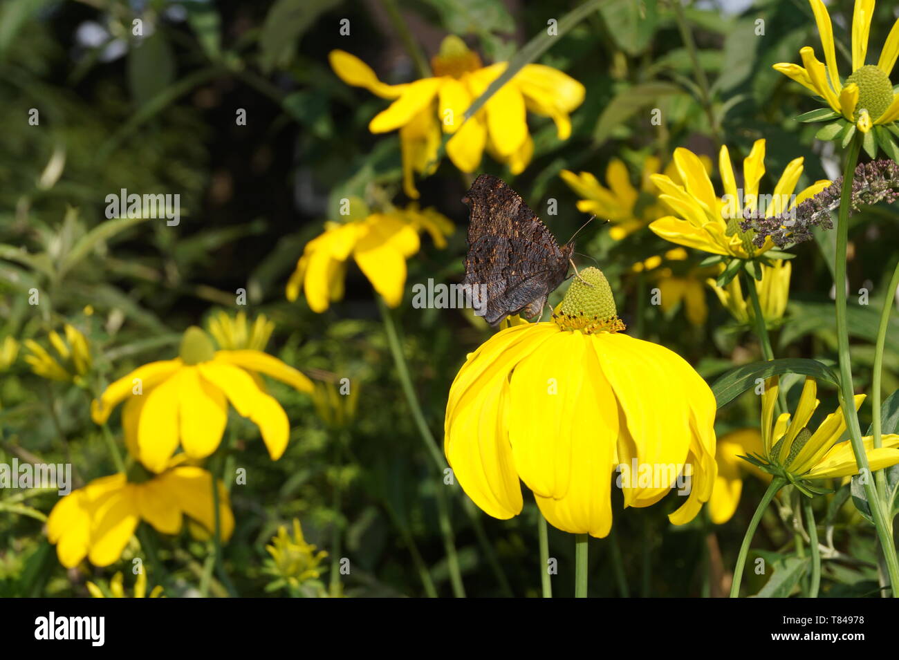 peacock Butterfly on Buddleja davidii Stock Photo - Alamy
